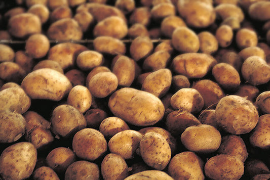 Fresh Red Potatoes grown in Alabama by Wade Greens