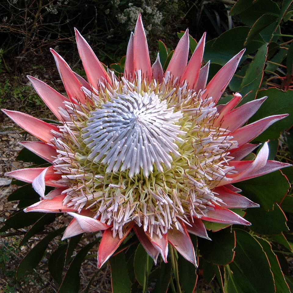 Protea (Protea) - live plant from Wade Greens