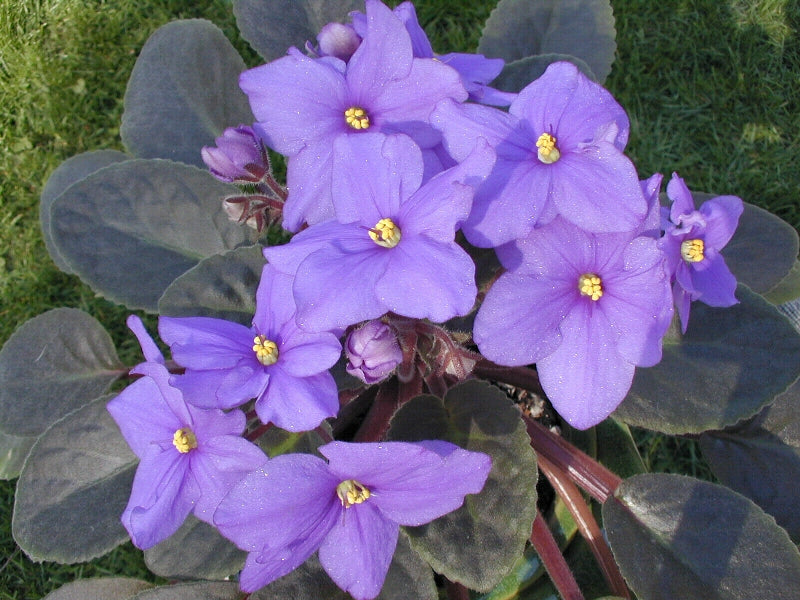 African Violet — live plant from Wade Greens
