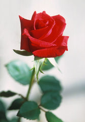 Roses (Rosa) - live plant from Wade Greens