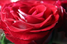 Rose Petals
