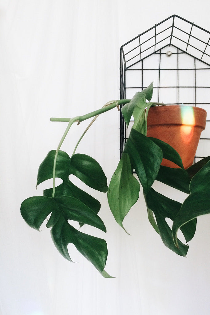 Mini Monstera (Rhaphidophora tetrasperma) - photo by Theoperatingsystem, CC BY-SA 4.0, via Wikimedia Commons