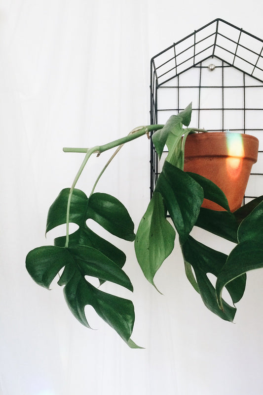 Mini Monstera (Rhaphidophora tetrasperma) - photo by Theoperatingsystem, CC BY-SA 4.0, via Wikimedia Commons