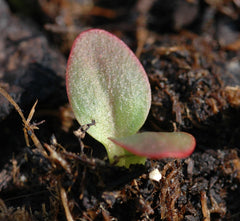 Rhubarb — Wade Greens, Lineville Alabama