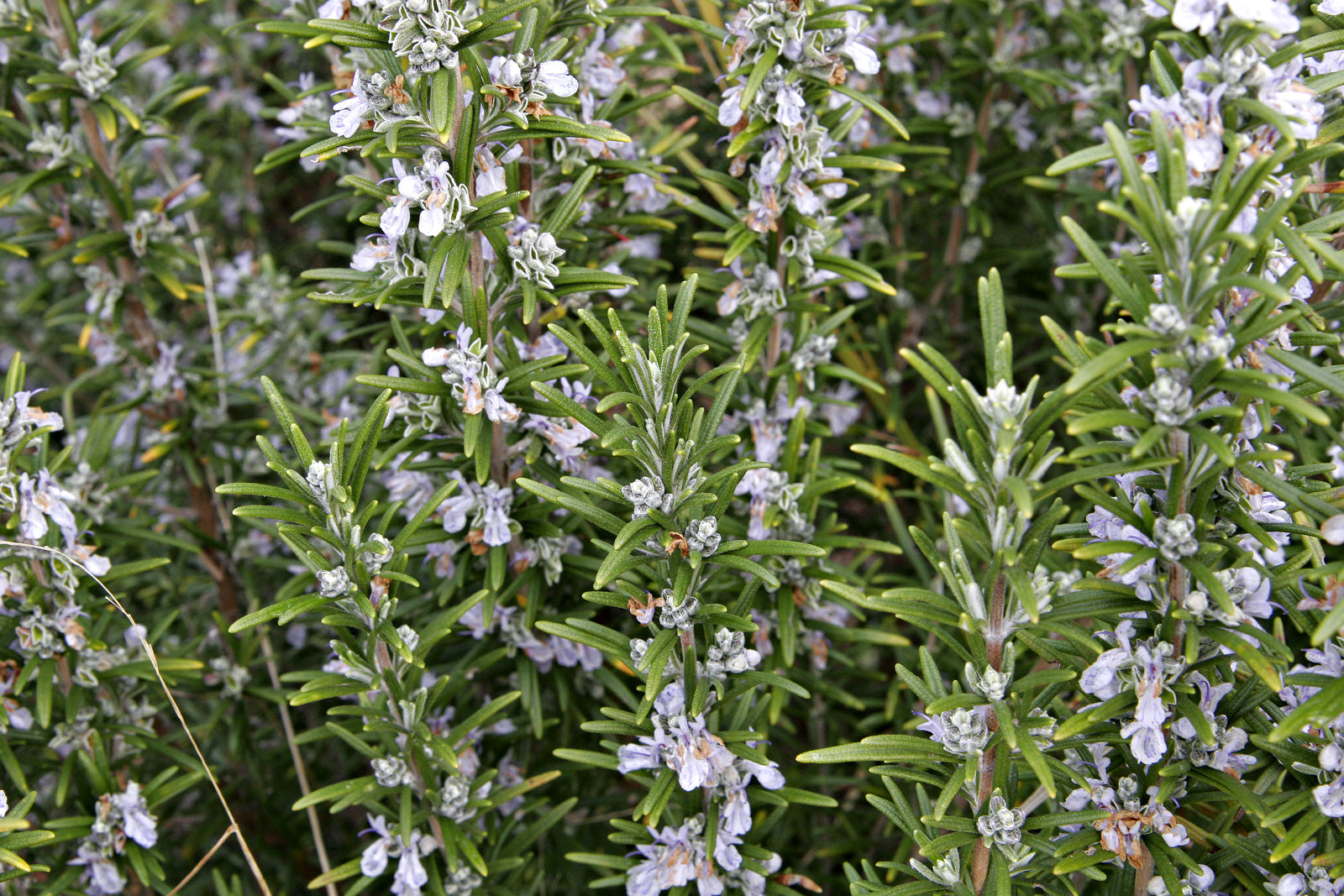 Rosemary Christmas Topiary (Salvia rosmarinus) - from Wade Greens, Alabama
