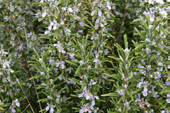 Rosemary Christmas Topiary (Salvia rosmarinus) - from Wade Greens, Alabama
