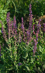Salvia (Garden) (Salvia) — live plant from Wade Greens