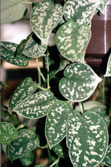 Silver Satin Pothos (Scindapsus pictus) - photo by Kor!An (Andrey Korzun), CC BY-SA 3.0, via Wikimedia Commons