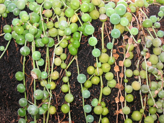String of Pearls - Wade Greens, Lineville Alabama