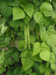 Fresh Pole Bean grown in Alabama by Wade Greens