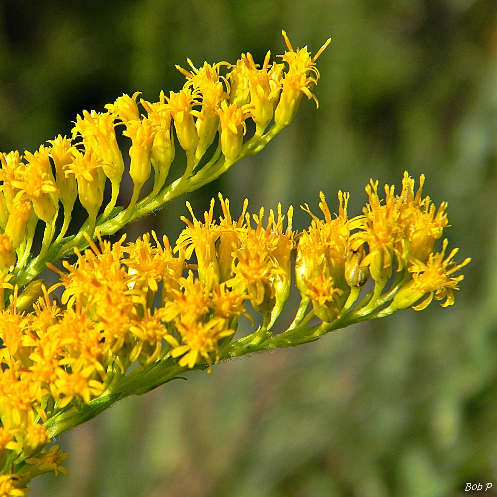 Goldenrod (Solidago) — live plant from Wade Greens