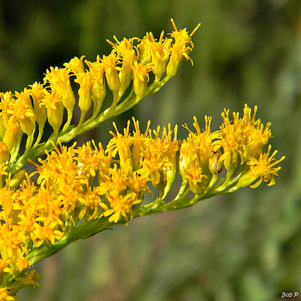Goldenrod (Solidago) - Live Plant