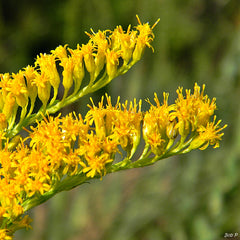 Goldenrod (Solidago) — live plant from Wade Greens