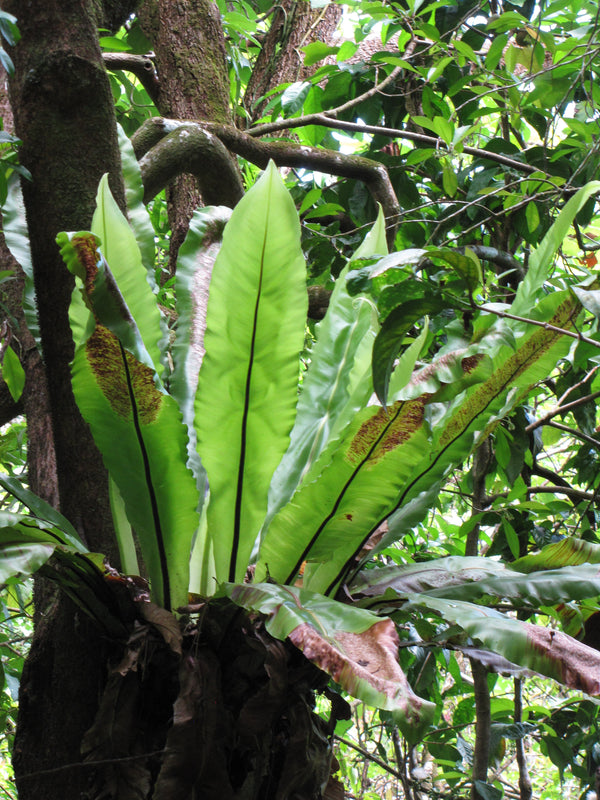 Bird's Nest Fern (Asplenium nidus) - photo by Forest and Kim Starr, CC BY 3.0 US, via Wikimedia Commons