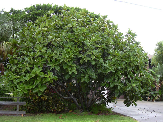 Fiddle Leaf Fig - Wade Greens, Lineville Alabama