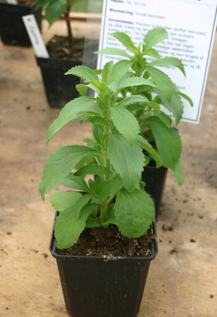 Stevia (Stevia rebaudiana) live herb plant from Wade Greens