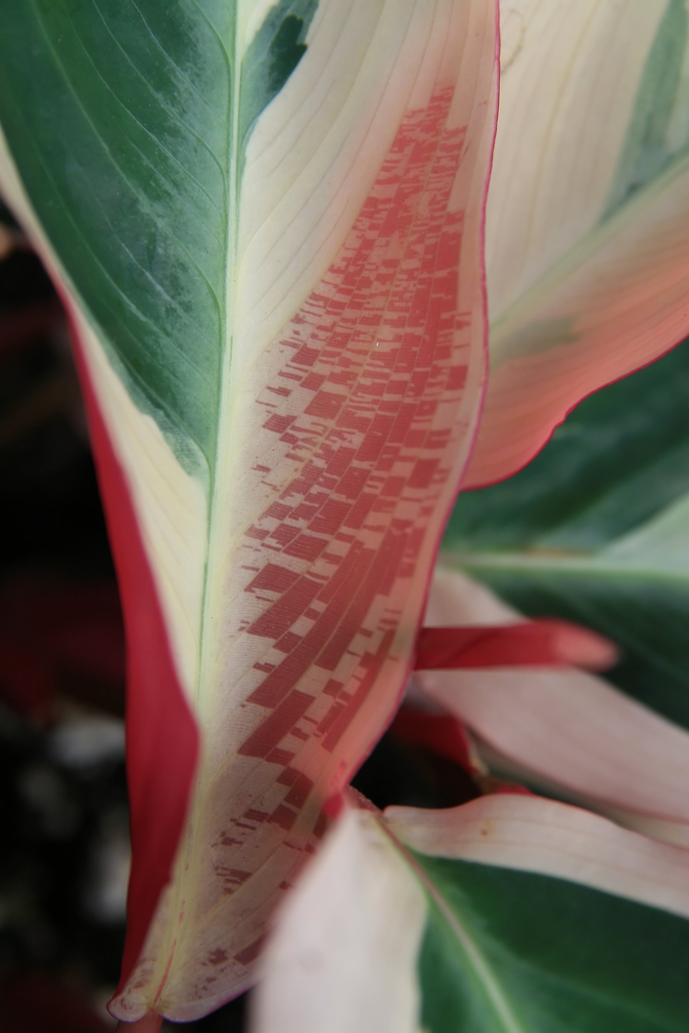 Stromanthe 'Triostar' (Stromanthe sanguinea 'Triostar') - photo by David J. Stang, CC BY-SA 4.0, via Wikimedia Commons