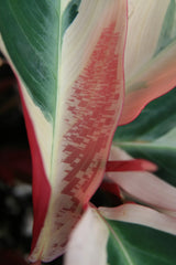 Stromanthe 'Triostar' (Stromanthe sanguinea 'Triostar') - photo by David J. Stang, CC BY-SA 4.0, via Wikimedia Commons