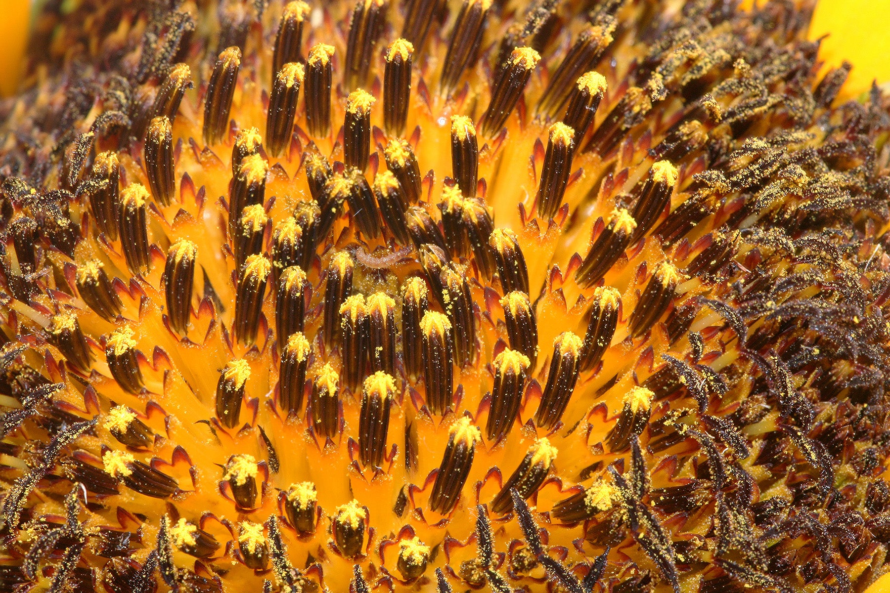 Sunflowers - Wade Greens, Lineville Alabama