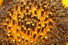 Sunflowers - Wade Greens, Lineville Alabama