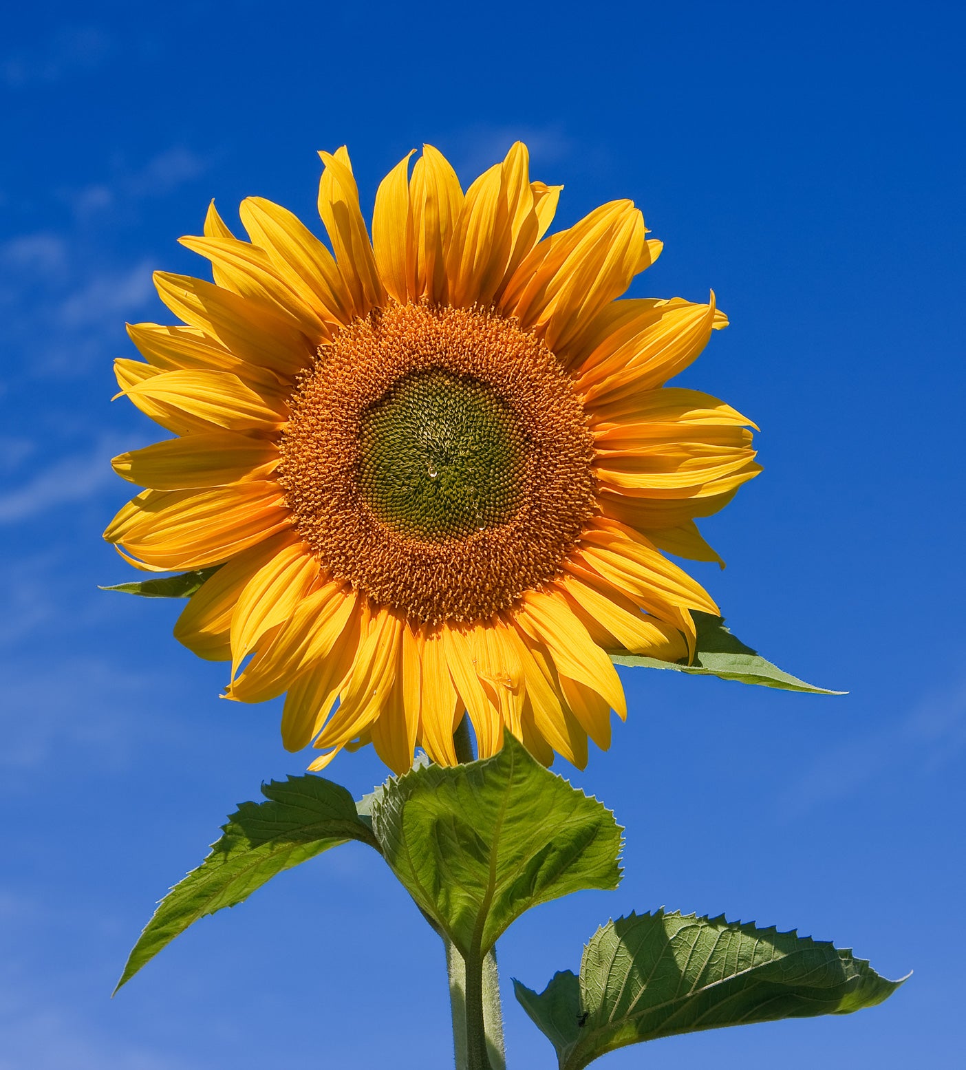 Sunflowers - Wade Greens, Lineville Alabama