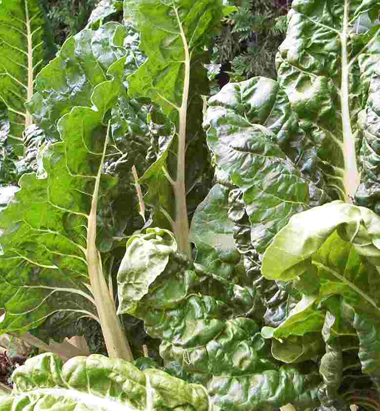 Ornamental Swiss Chard (Beta vulgaris) — live plant from Wade Greens