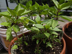 Thai Basil Live Herb Plant — photo: Wikimedia Commons contributor, CC BY-SA 3.0, via Wikimedia Commons