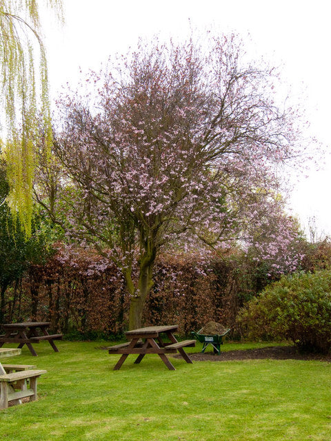 Plum Tree Sapling (Prunus) — live plant from Wade Greens