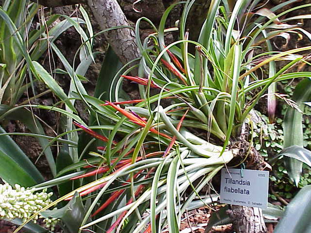 Air Plants — Wade Greens, Lineville Alabama