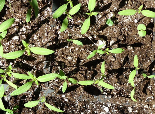Basil Microgreens - Wade Greens, Lineville Alabama