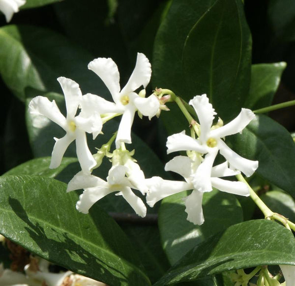 Confederate Jasmine Shrub — photo: Scott Zona from USA, CC BY 2.0, via Wikimedia Commons