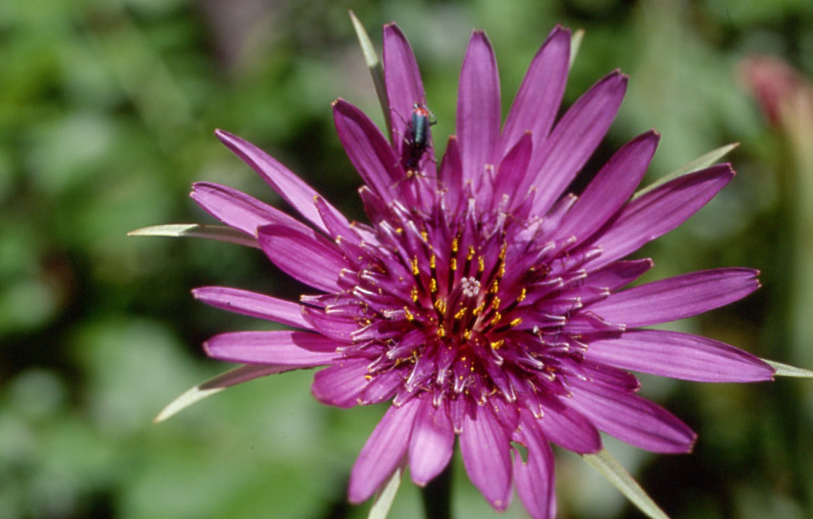 Fresh Salsify grown in Alabama by Wade Greens