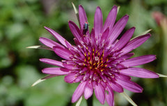 Fresh Salsify grown in Alabama by Wade Greens