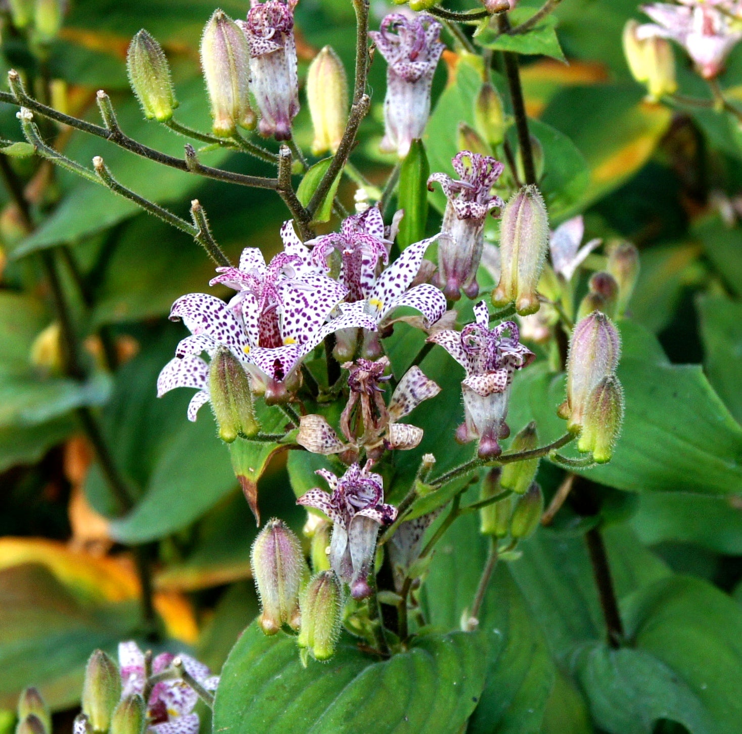Toad Lily — Wade Greens, Lineville Alabama