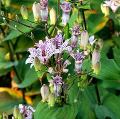 Toad Lily — Wade Greens, Lineville Alabama