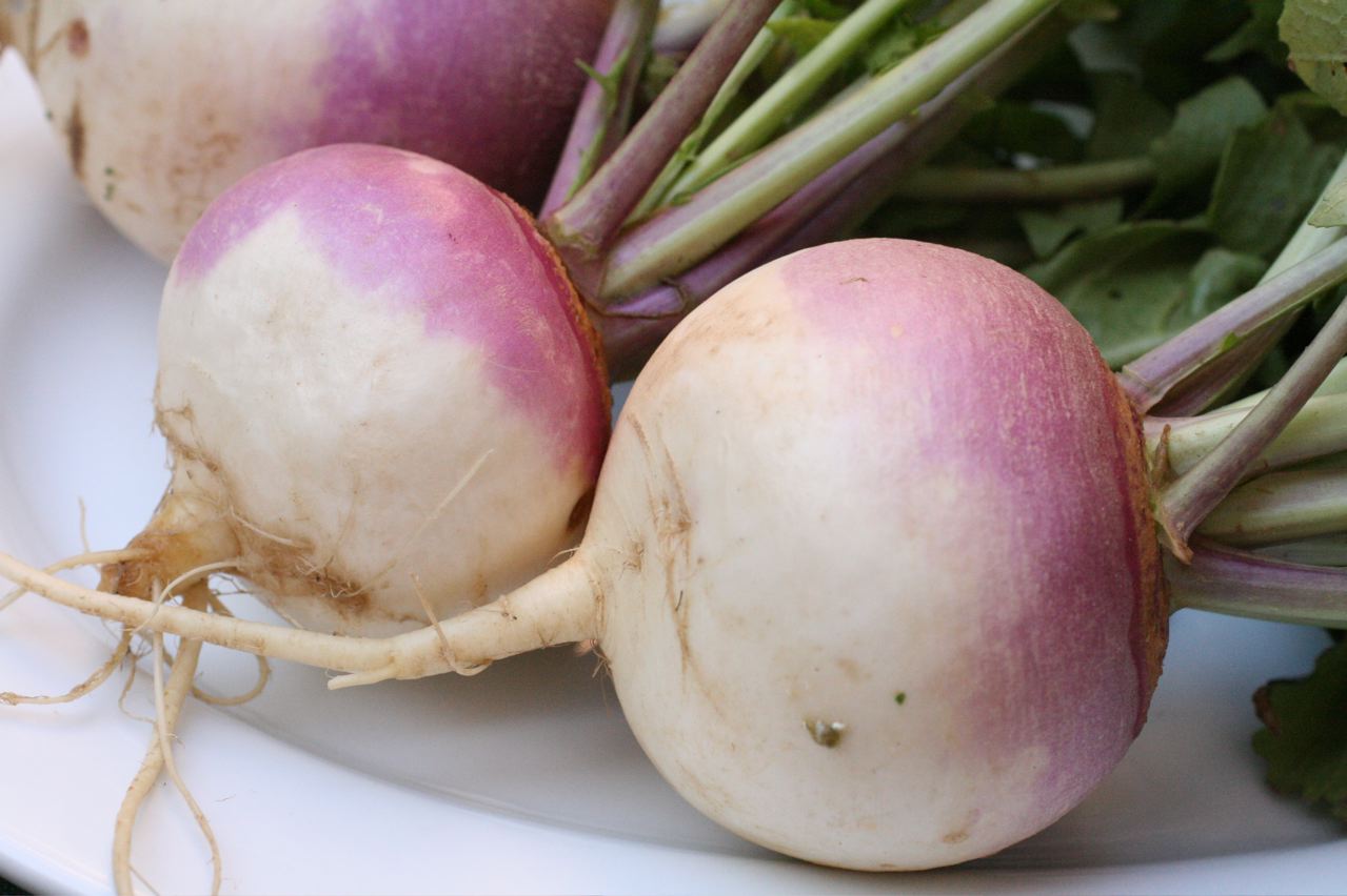 Turnip Starter Plant — photo: thebittenword.com, CC BY 2.0, via Wikimedia Commons
