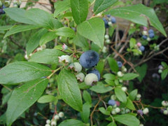 Blueberry Bush Sapling (Vaccinium) - live plant from Wade Greens