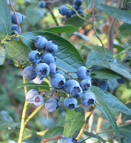 Blueberry Bush Sapling (Vaccinium) - live plant from Wade Greens