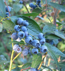 Blueberry Bush Sapling (Vaccinium) - live plant from Wade Greens
