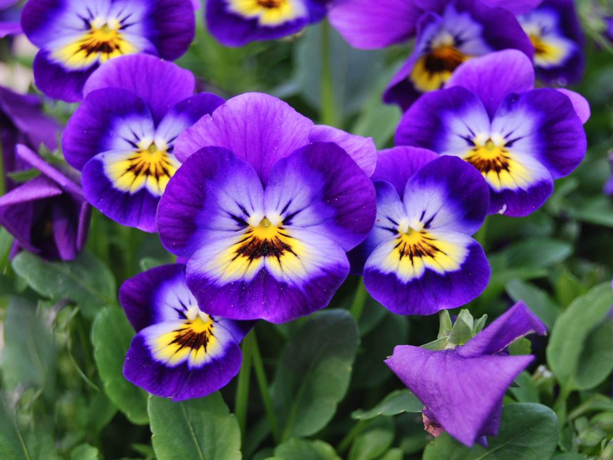 Pansy & Viola (Viola) — live plant from Wade Greens