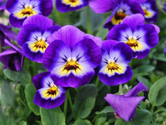 Pansy & Viola (Viola) — live plant from Wade Greens