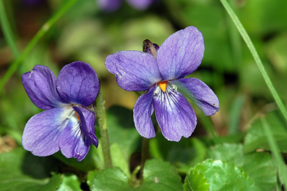 Sweet Violet Edible Flowers — photo: Fritz Geller-Grimm, CC BY-SA 2.5, via Wikimedia Commons