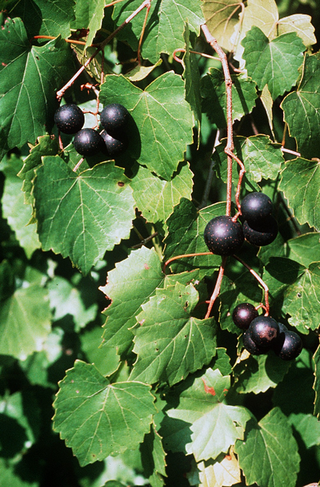 Muscadine Grape Vine Sapling (Vitis rotundifolia) — live plant from Wade Greens