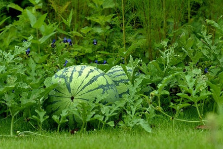 Watermelons