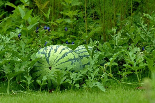 Fresh Watermelons grown in Alabama by Wade Greens
