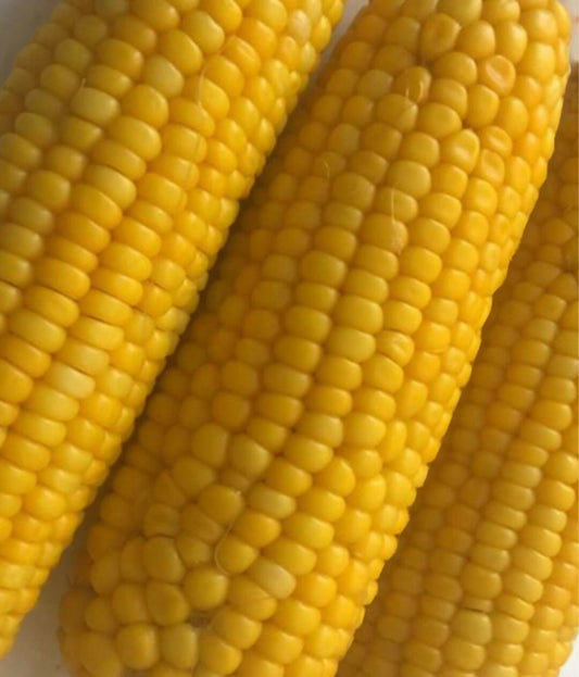 Sweet Corn Starter Plant — photo: Dalia fathallah, CC BY-SA 4.0, via Wikimedia Commons