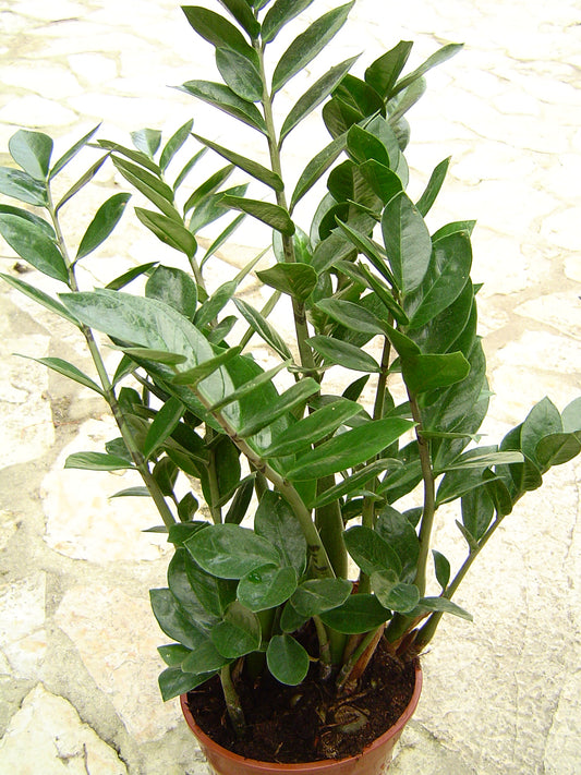 ZZ Plant - Wade Greens, Lineville Alabama