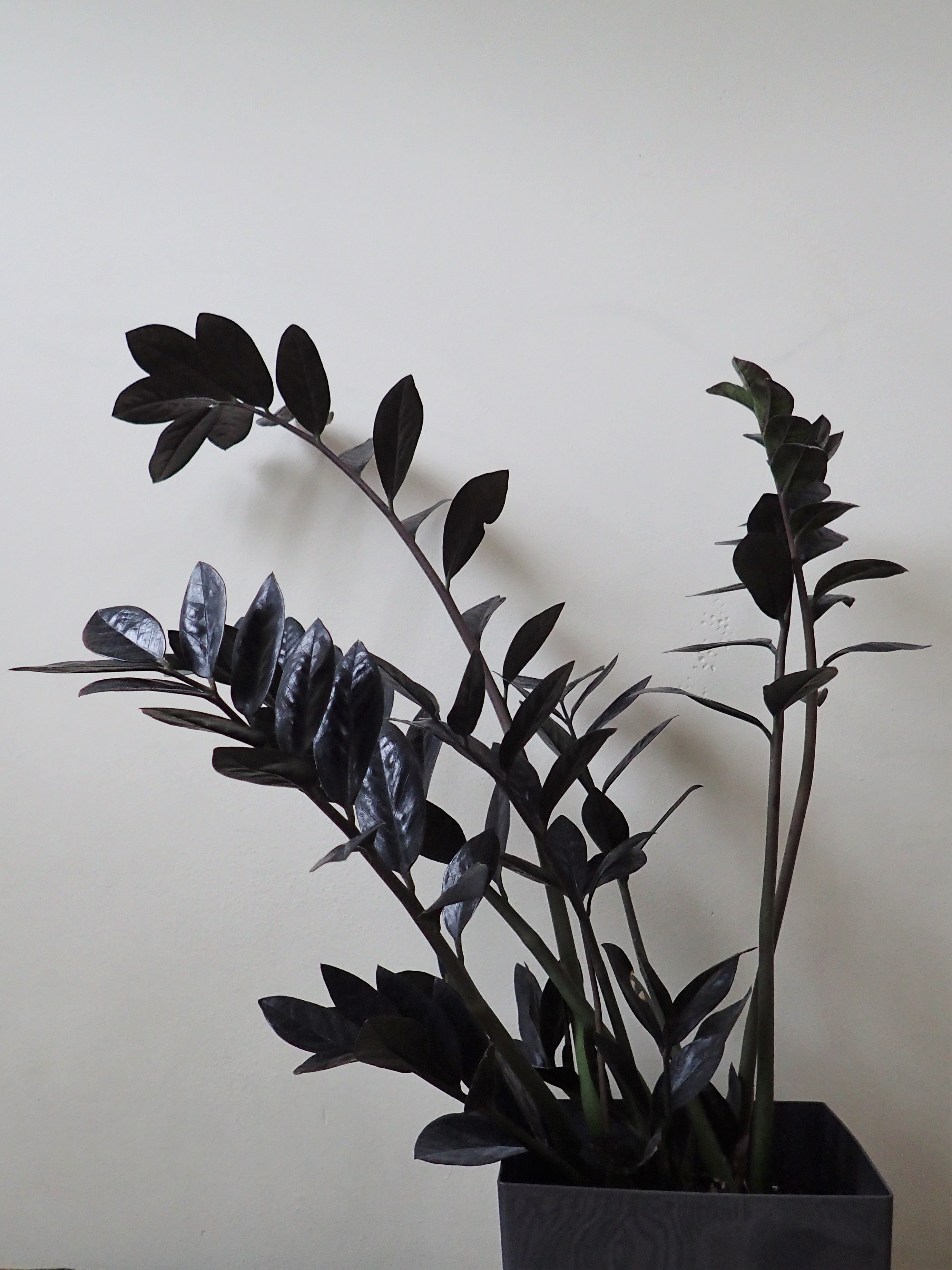 ZZ Plant 'Raven' (Zamioculcas zamiifolia 'Raven') - photo by Krzysztof Ziarnek, Kenraiz, CC BY-SA 4.0, via Wikimedia Commons