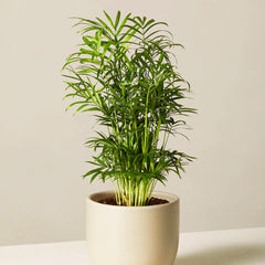 Parlor Palm Plant