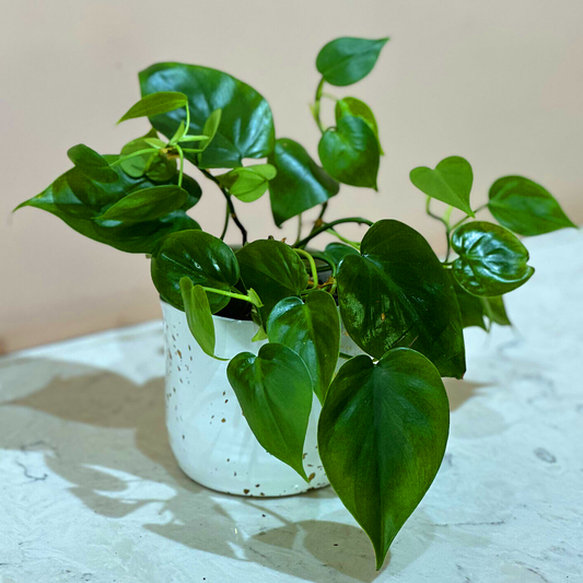 Philodendron Plant